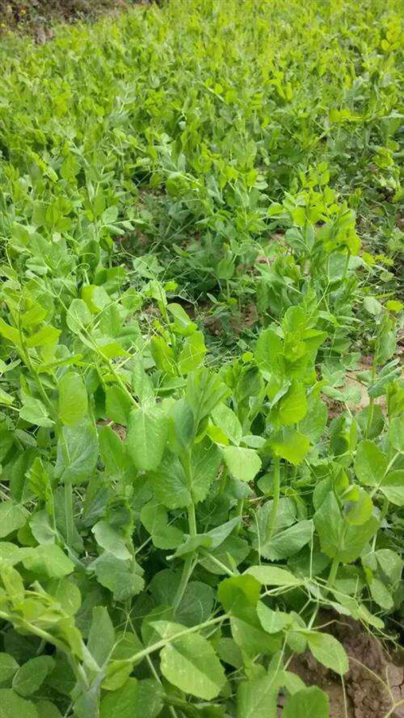 豌豆荚豌豆甜豌豆干豌豆籽籽颗粒饱满支持代发