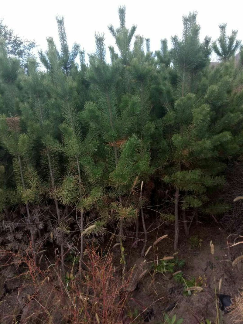 河北省承德市各种规格油松杯苗或者土球