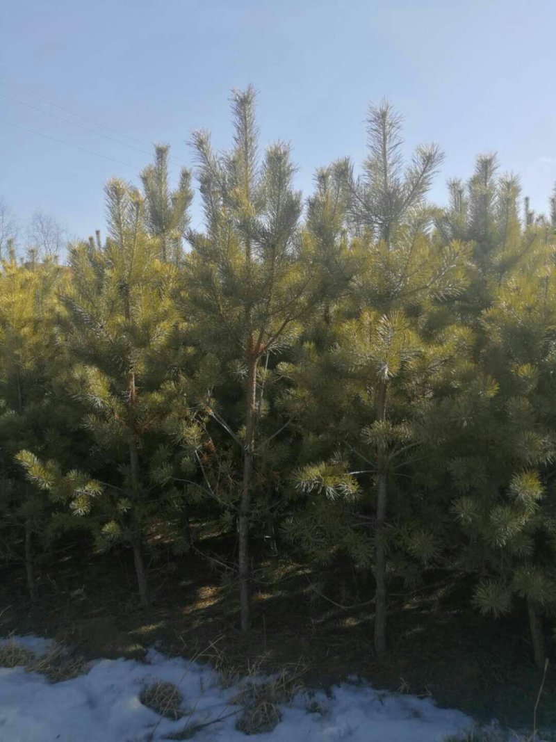 河北省承德市各种规格油松杯苗或者土球