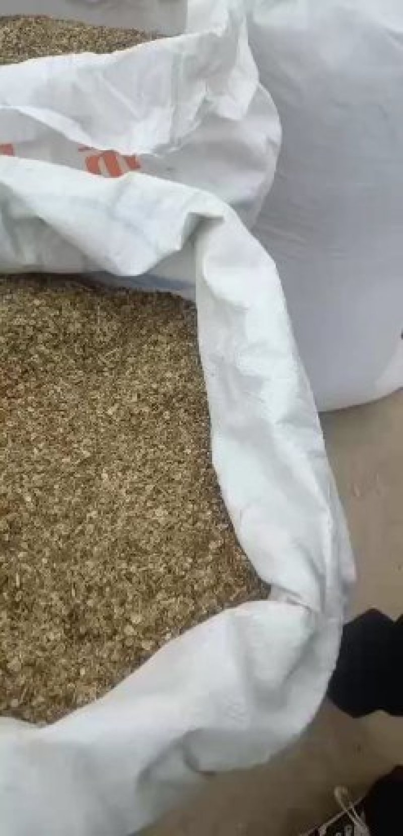纯新白花钱胡种子，干净无杂质，质量保证，