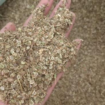 纯新白花钱胡种子，干净无杂质，质量保证，