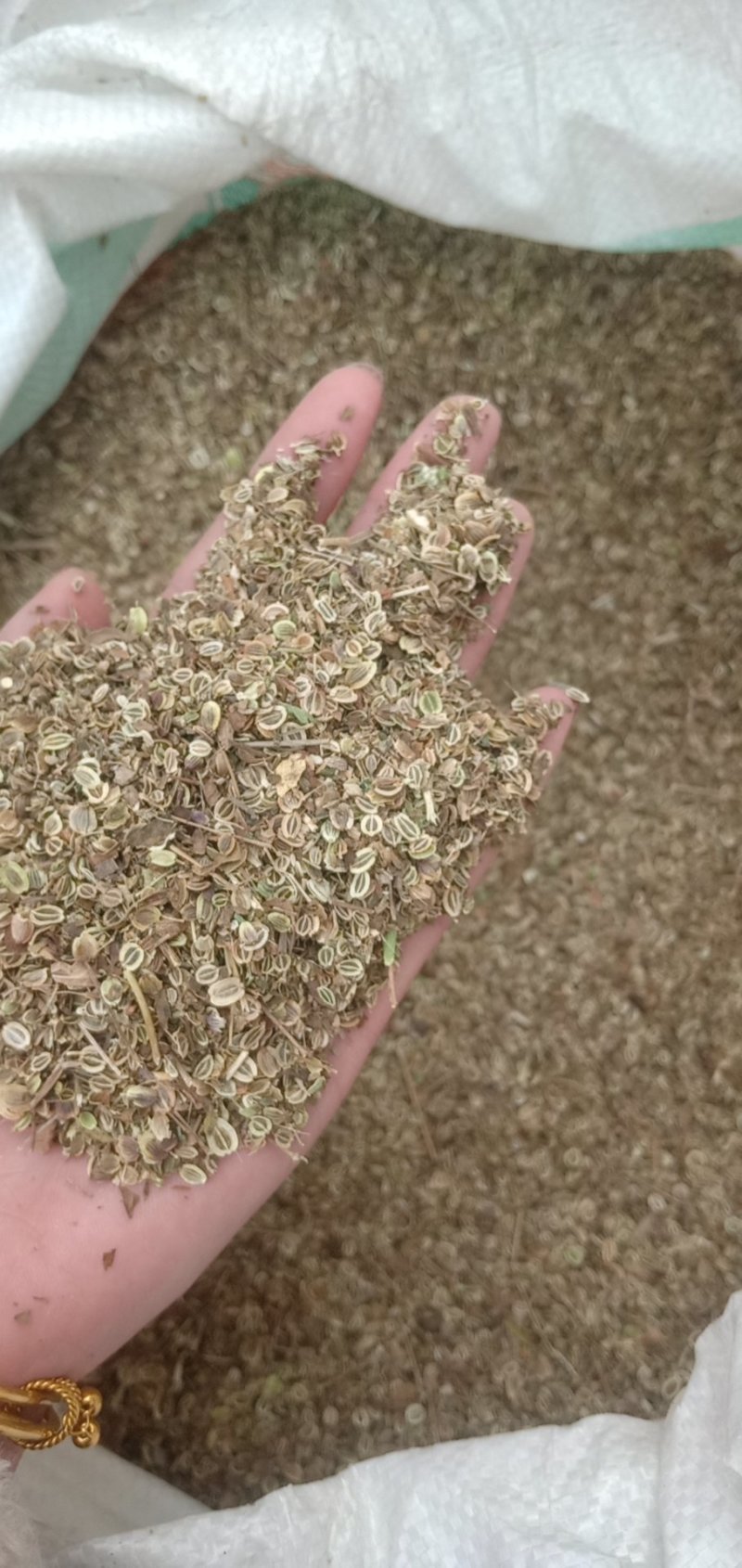 纯新白花钱胡种子，干净无杂质，质量保证，