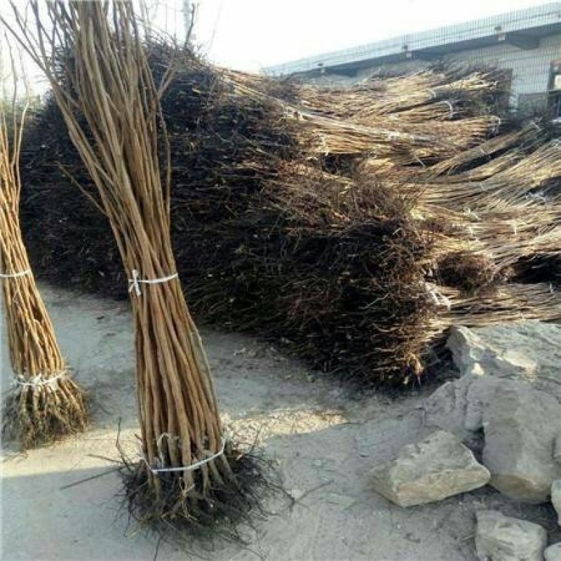柿子黑柿子树苗活性强产量高口感好甜度高包邮