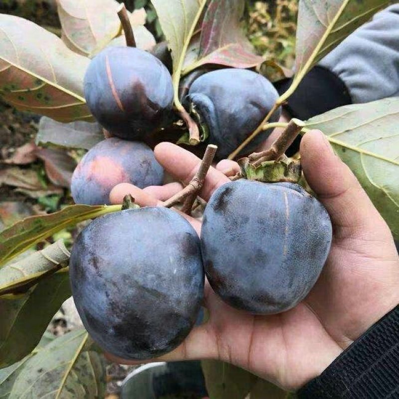 柿子黑柿子树苗活性强产量高口感好甜度高包邮