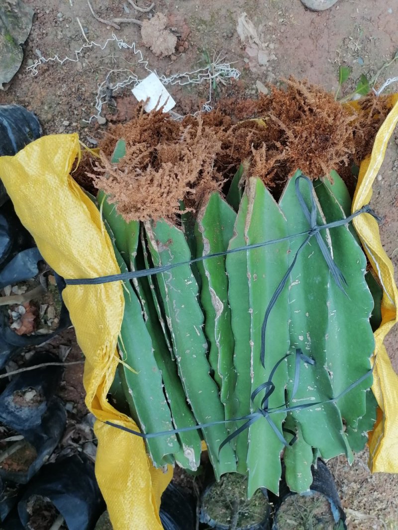 金都火龙果苗无需授粉正品