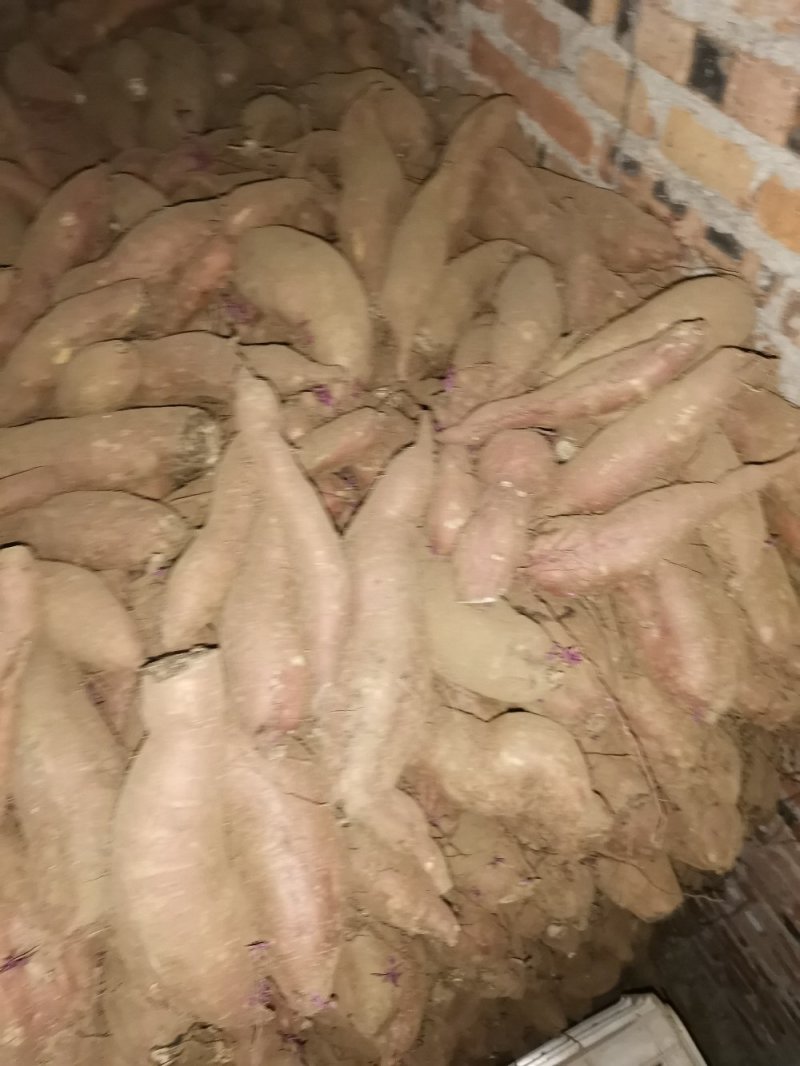 唐山玉田大量出售冀薯26