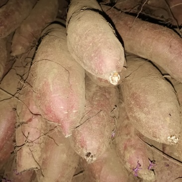 唐山玉田大量出售冀薯26