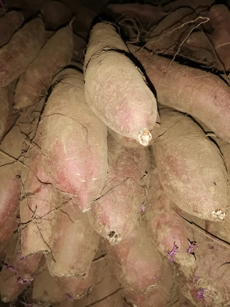 唐山玉田大量出售冀薯26
