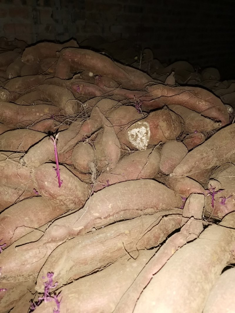 唐山玉田大量出售冀薯26