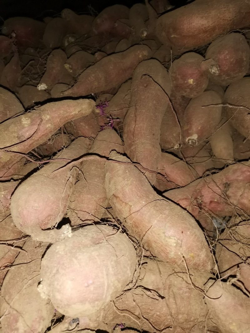 唐山玉田大量出售冀薯26