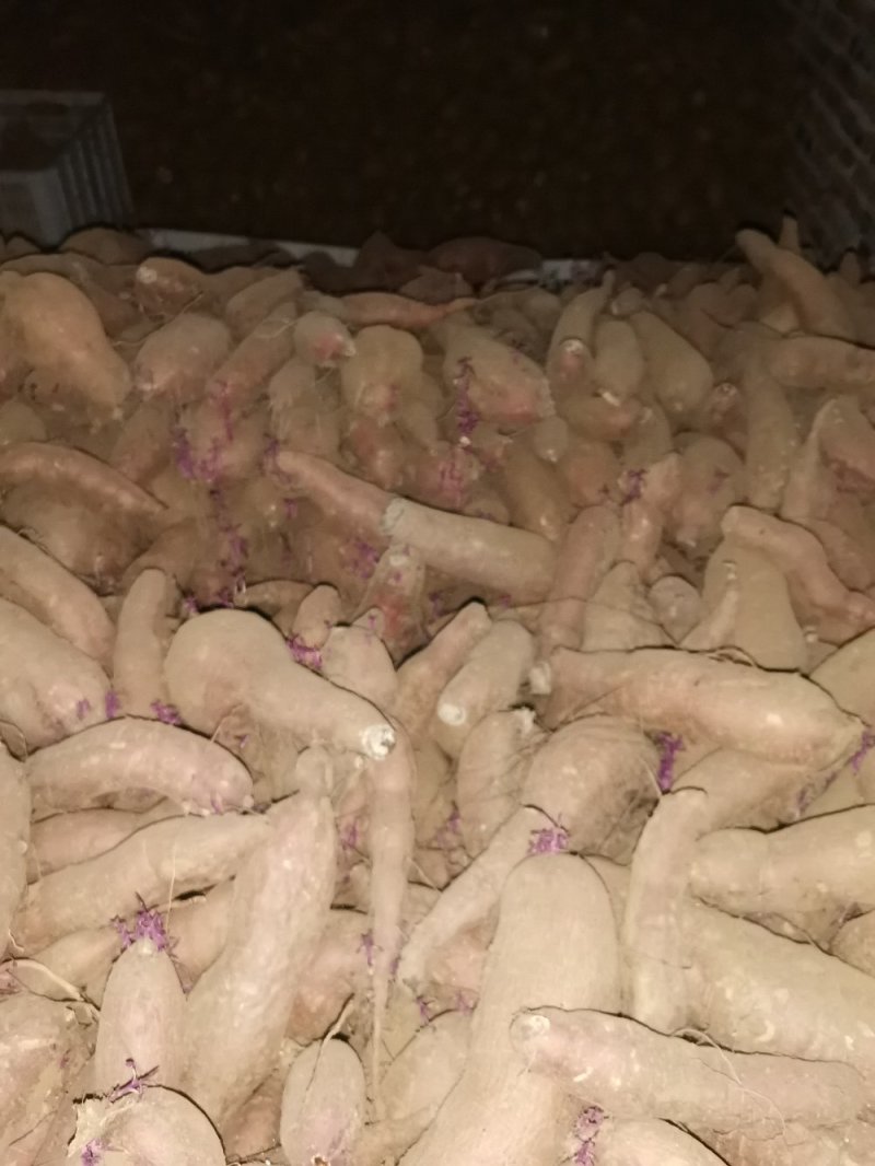 唐山玉田大量出售冀薯26