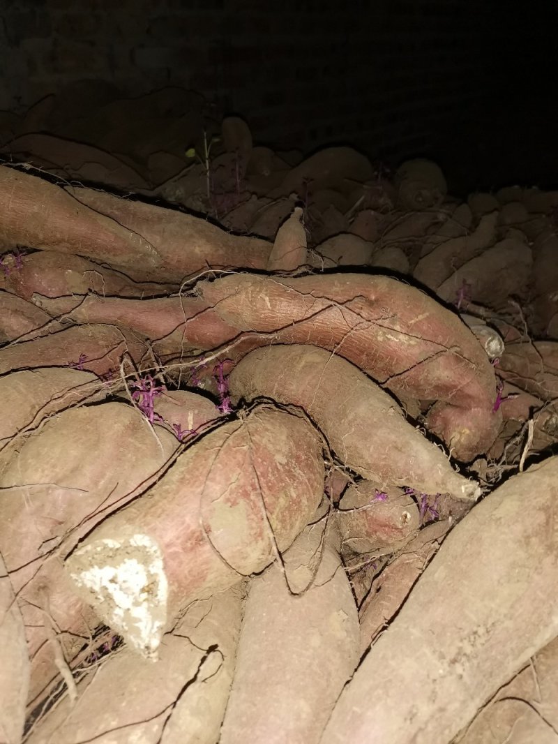 唐山玉田大量出售冀薯26