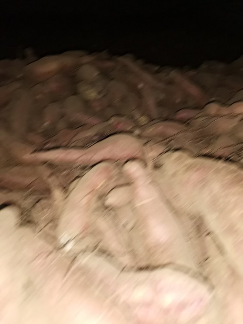 唐山玉田大量出售冀薯26