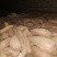唐山玉田大量出售冀薯26