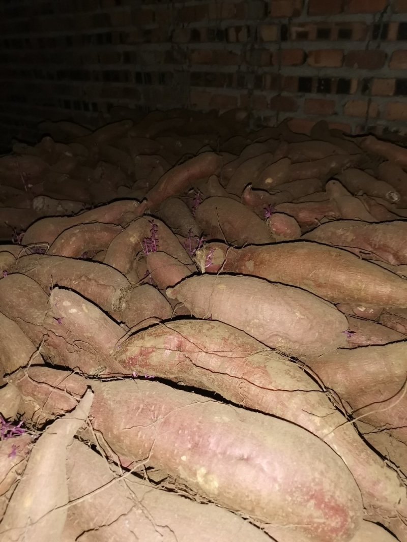 唐山玉田大量出售冀薯26