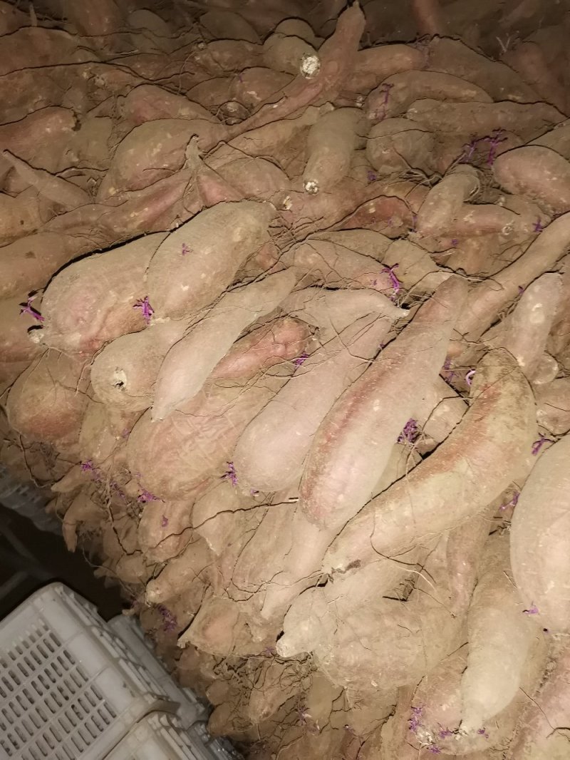 唐山玉田大量出售冀薯26
