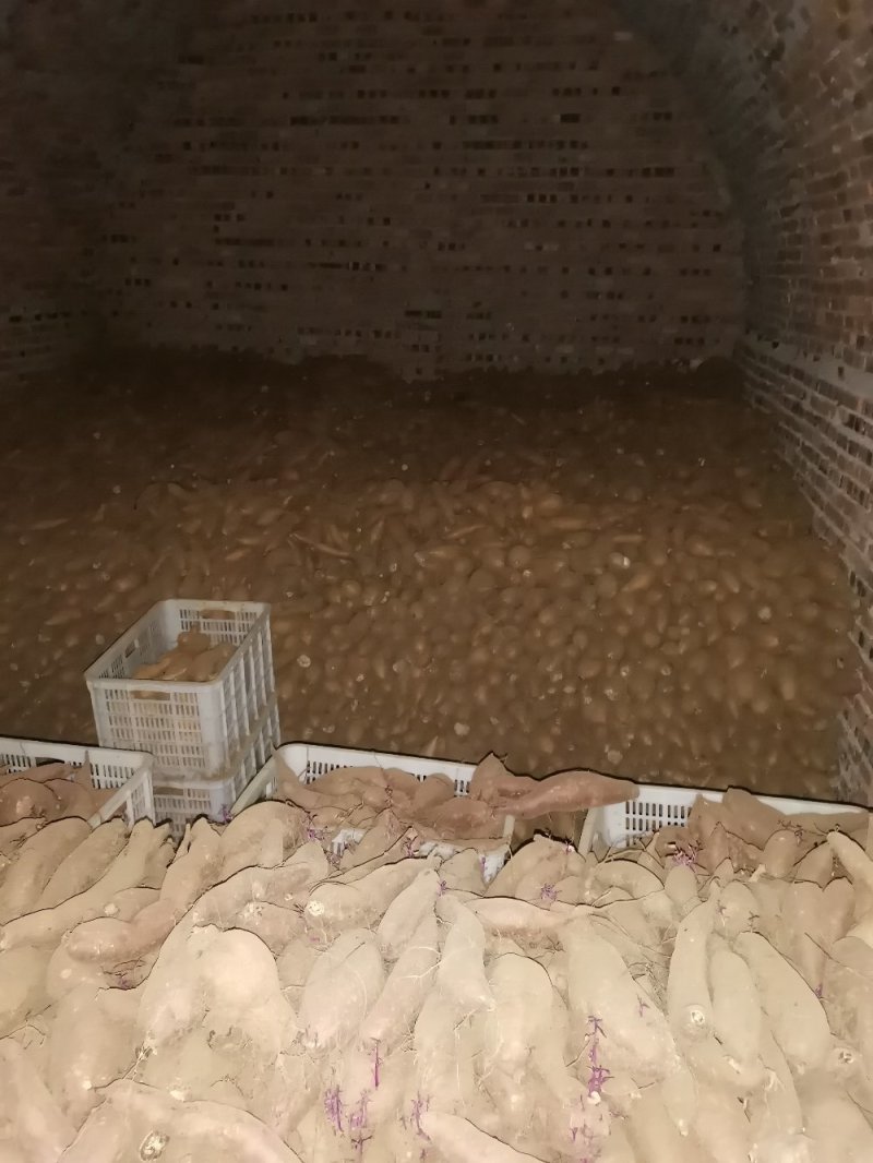 唐山玉田大量出售冀薯26