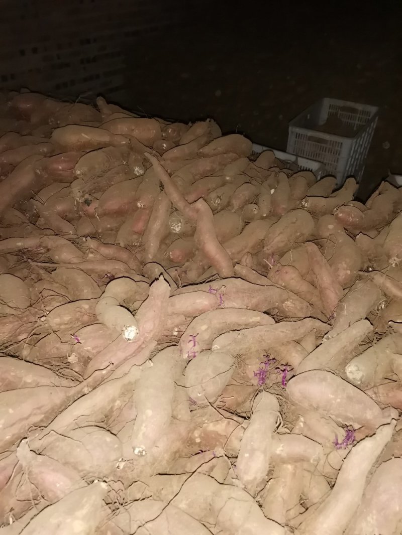唐山玉田大量出售冀薯26