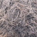 紫苑苗子适合沙地种植价格稳定市场需求量大
