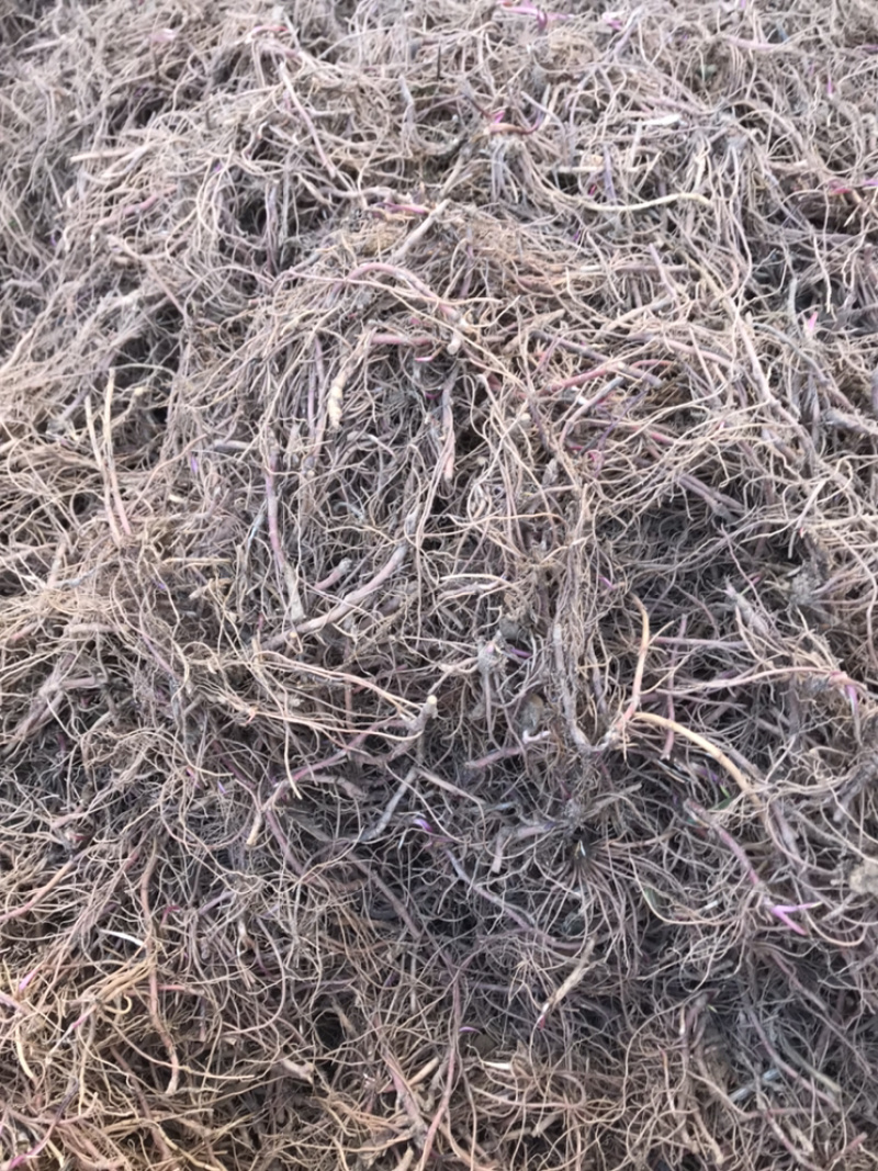 紫苑苗子适合沙地种植价格稳定市场需求量大