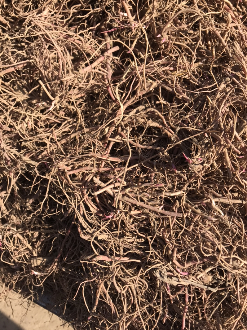 紫苑苗子适合沙地种植价格稳定市场需求量大