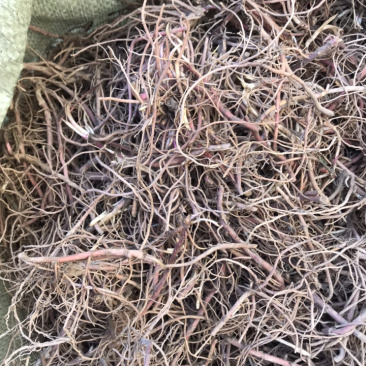紫苑苗子适合沙地种植价格稳定市场需求量大