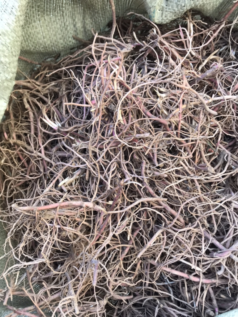 紫苑苗子适合沙地种植价格稳定市场需求量大