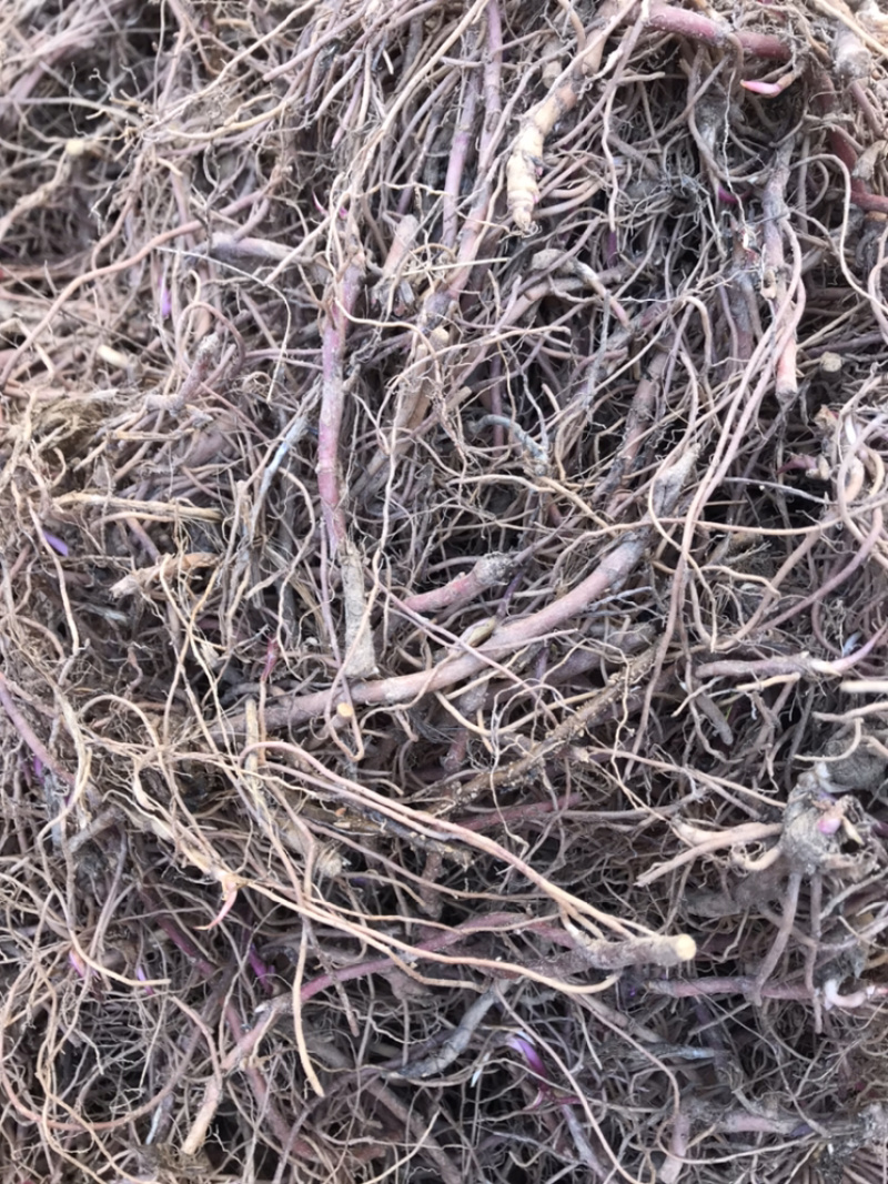 紫苑苗子适合沙地种植价格稳定市场需求量大