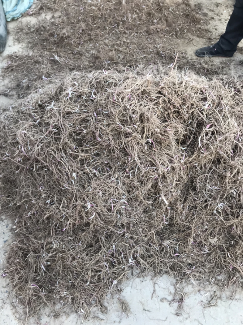 紫苑苗子适合沙地种植价格稳定市场需求量大