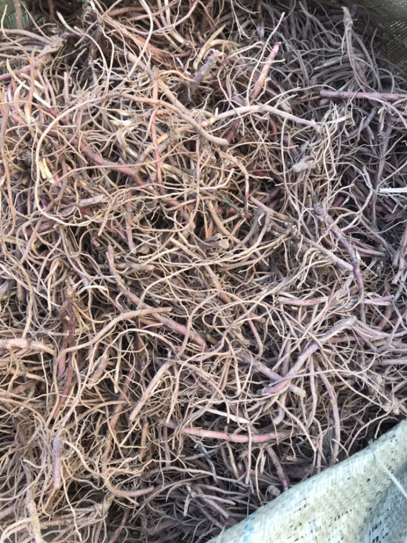 紫苑苗子适合沙地种植价格稳定市场需求量大