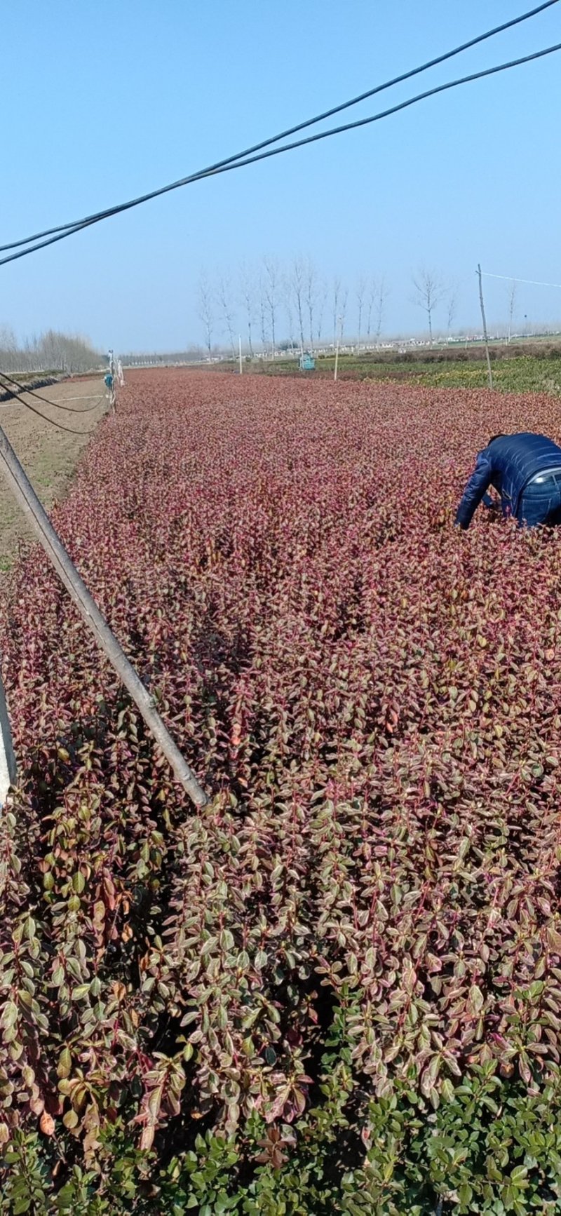 金边卫矛冬红一手货源基地发货规格齐全量大从优