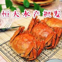 兴化六月黄大闸蟹，另有大规格和纯母蟹，成品蟹9月初上市