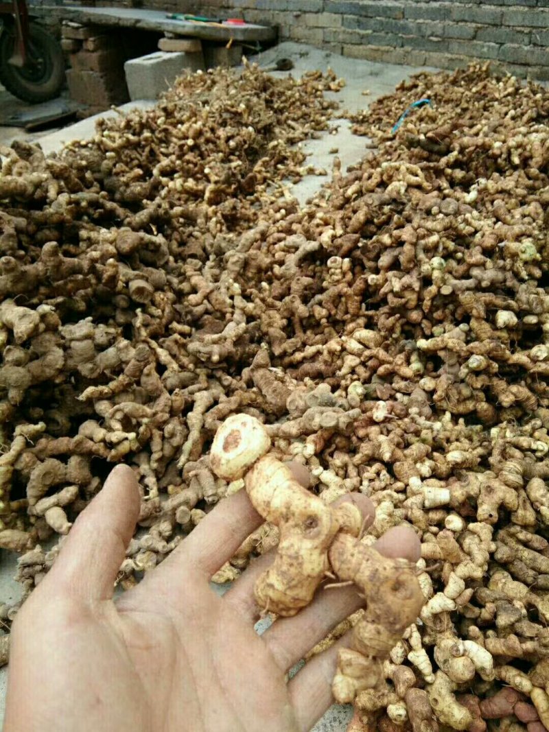 黄精/野生黄精/多花黄精/姜型黄精/倒苗黄精/鲜黄精