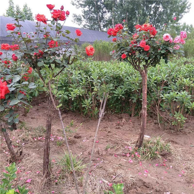 一树多色月季花树壮嫁接七彩庭院植物大花浓香四季当年开花玫