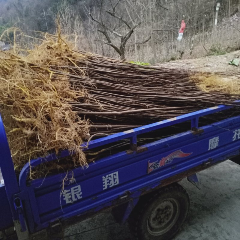 黄柏苗，黄柏黄柏苗，黄柏黄柏苗，黄柏，黄柏黄柏苗，黄柏黄