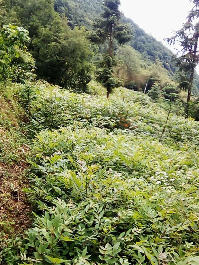黄柏苗，黄柏黄柏苗，黄柏黄柏苗，黄柏，黄柏黄柏苗，黄柏黄