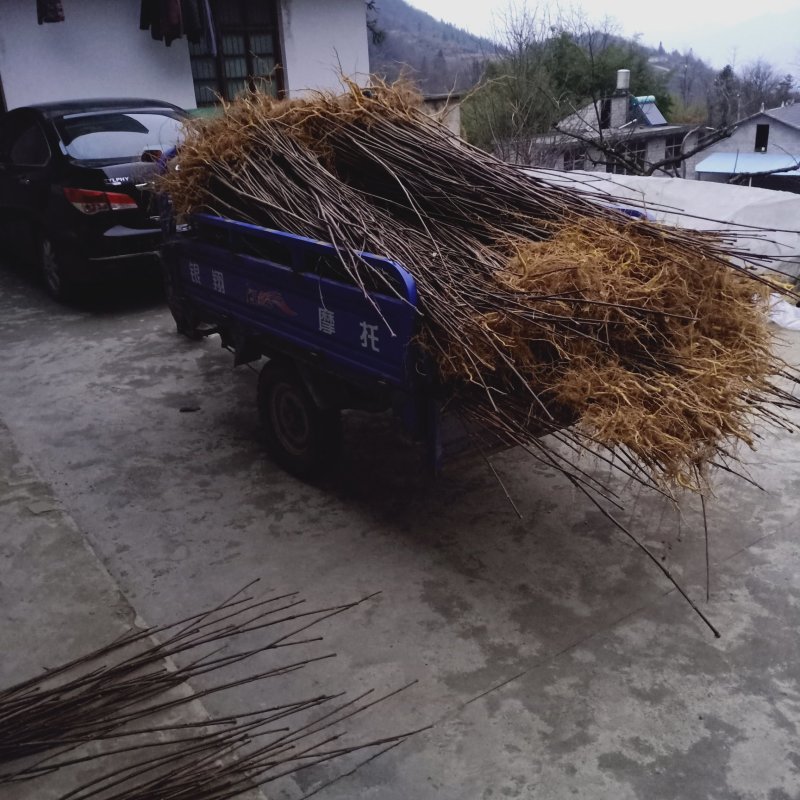 黄柏苗，黄柏黄柏苗，黄柏黄柏苗，黄柏，黄柏黄柏苗，黄柏黄