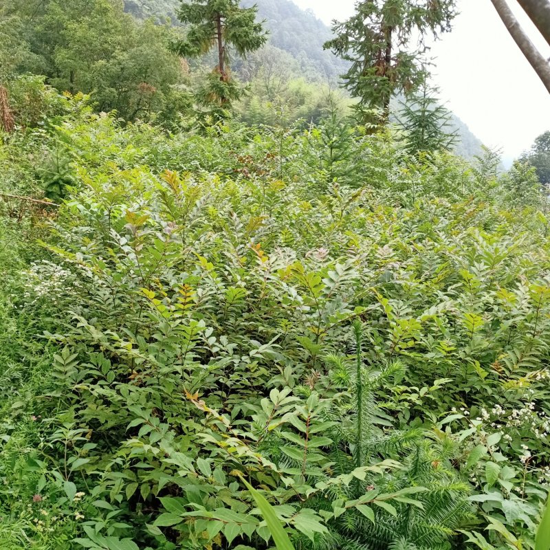 黄柏苗，黄柏黄柏苗，黄柏黄柏苗，黄柏，黄柏黄柏苗，黄柏黄