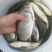 [优选]四川绵阳中科3号鲫鱼苗送货上门货到付款