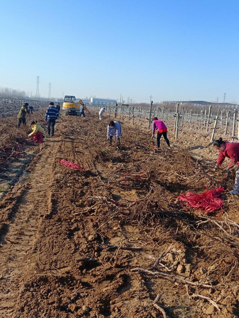 葡萄树淘宝，占地用苗圃直发产量高发货快免费技术指导