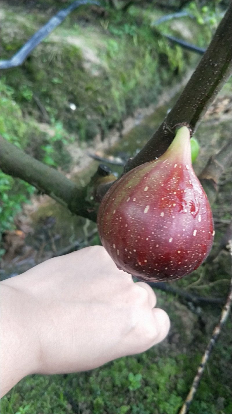 波姬红马斯义陶芬无花果丰产量大多年代办经验