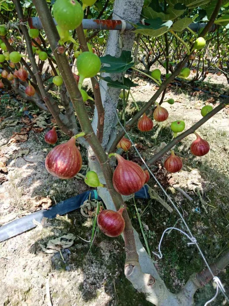 波姬红马斯义陶芬无花果丰产量大多年代办经验