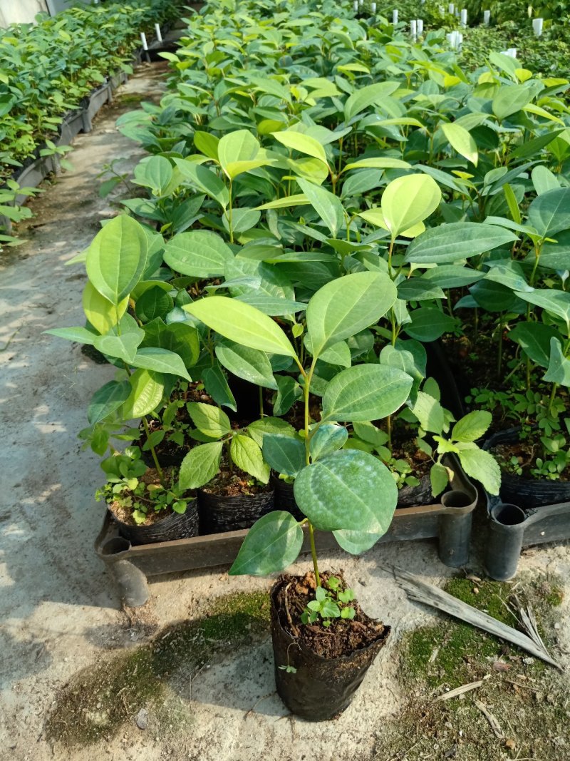 兰屿肉桂苗广州苗圃直供绿化苗木支持一件代发平安树
