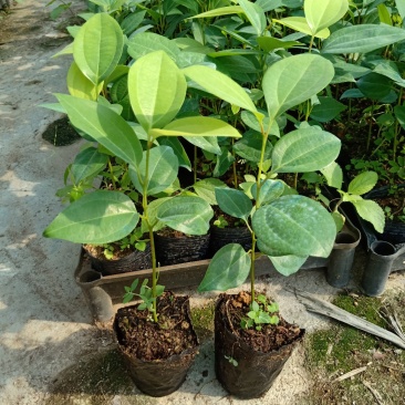 兰屿肉桂苗广州苗圃直供绿化苗木支持一件代发平安树