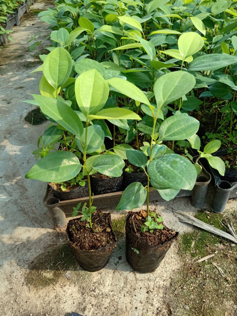 兰屿肉桂苗广州苗圃直供绿化苗木支持一件代发平安树