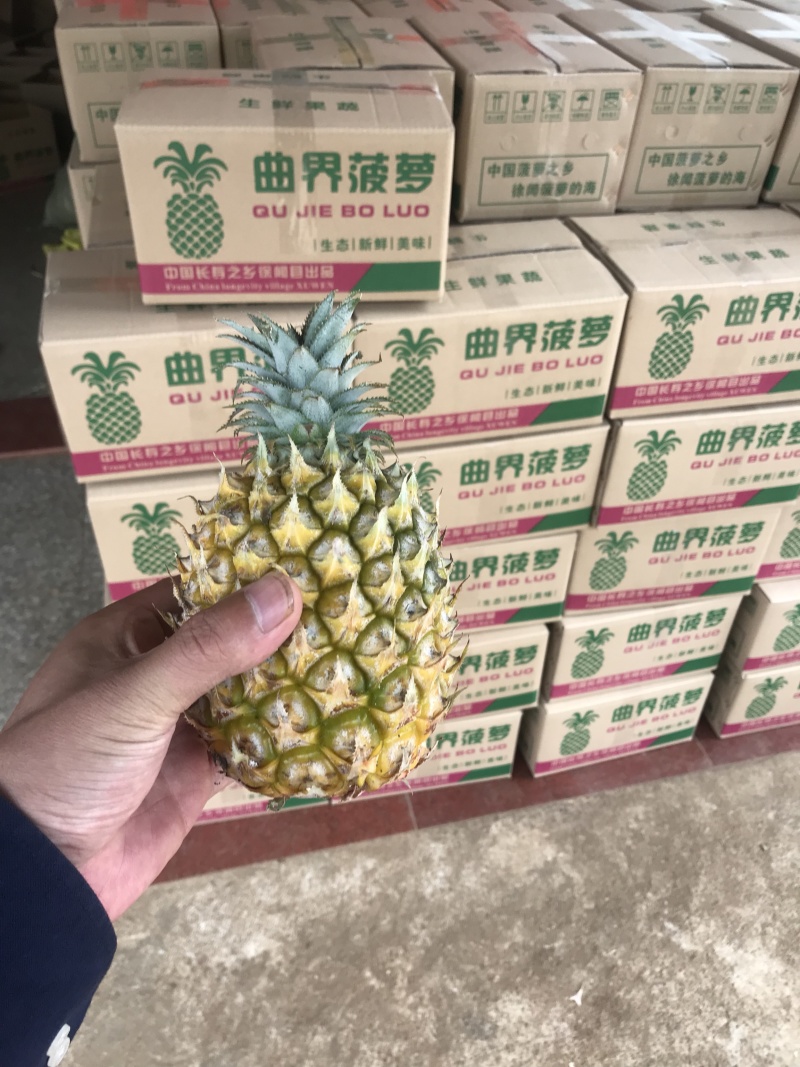 湛江小菠萝一件代发包邮包售后