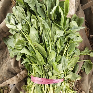 小叶菠菜