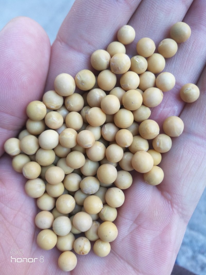 东升一号芽豆！及其它芽豆所有商品不包邮！物流发货！