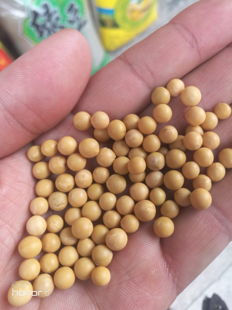东升一号芽豆！及其它芽豆所有商品不包邮！物流发货！