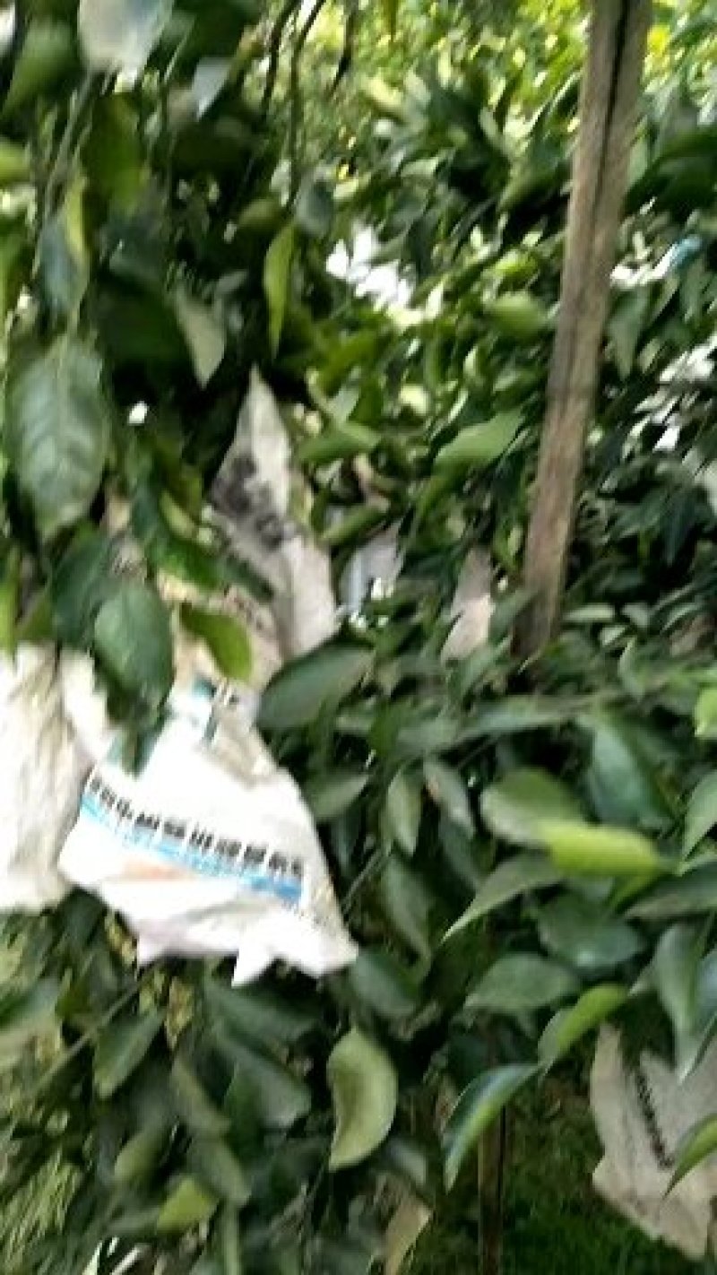 四川眉山丹棱不知火丑柑5斤包邮精品大果